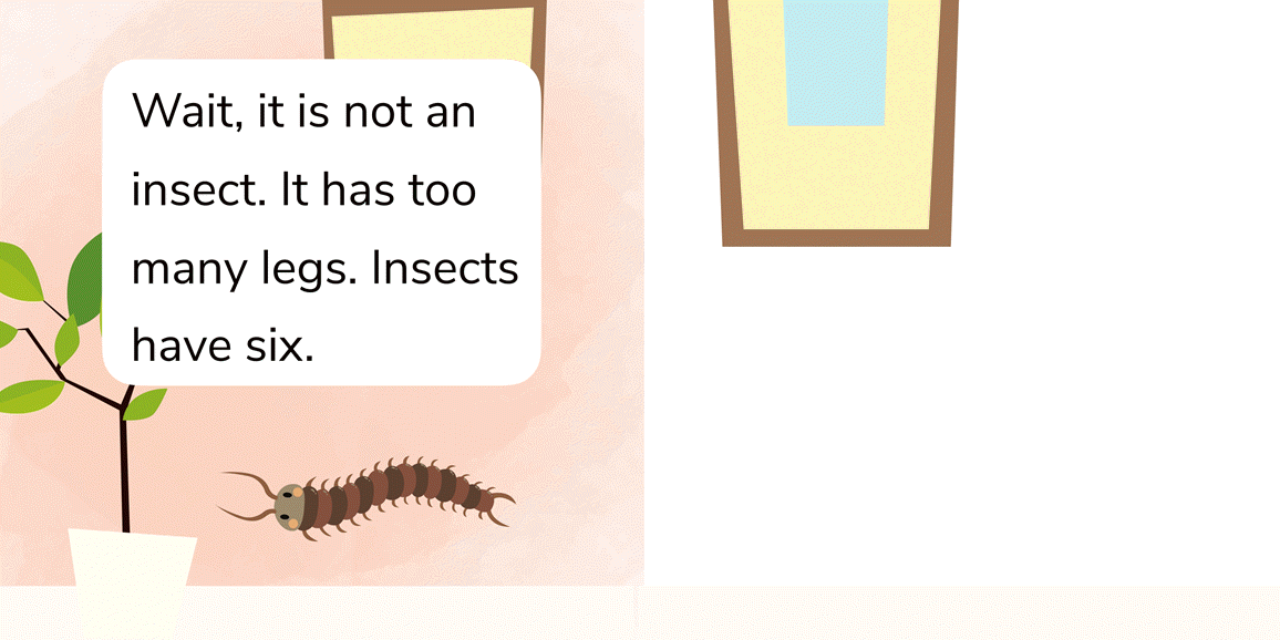 Insects!